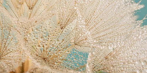 Panorama van waterdruppels aan een Tragopogon