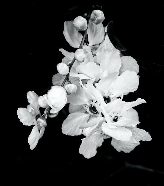 White spring flowers by annemiek art