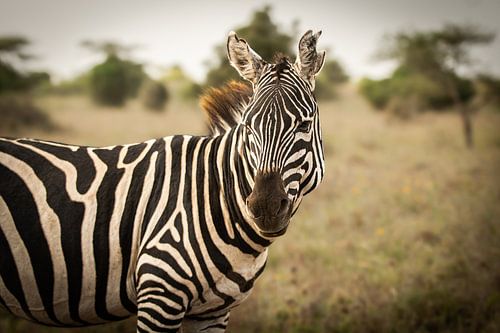 Zebra in Kenya
