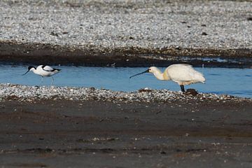 Löffler (Platalea leucorodia) Texel Holland