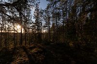 Une forêt au milieu de la Suède