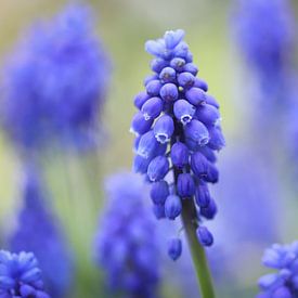 Raisins bleus sur Isabel van Veen