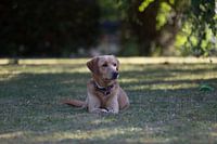 Hund im Gras sitzend