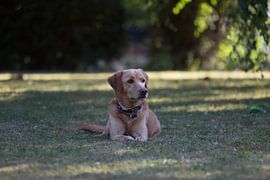 Hund im Gras sitzend von Tobias Toennesmann
