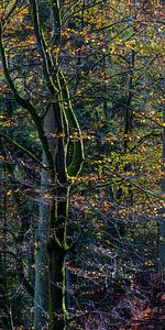 Triptychon Herbst 1