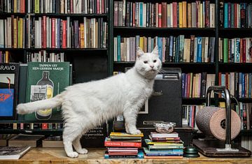 House cat Gozer, Batavia bookshop by Robert van Willigenburg