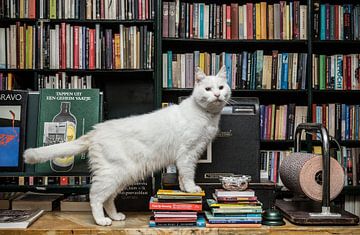 Chat de maison Gozer, librairie de Batavia sur Robert van Willigenburg