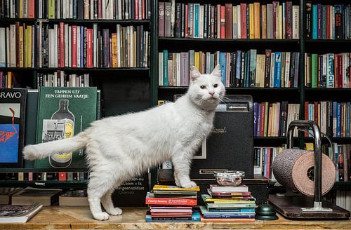 Huiskat Gozer, boekwinkel Batavia