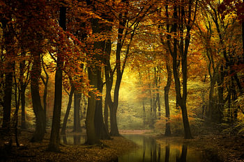 Une lumière dans la forêt II