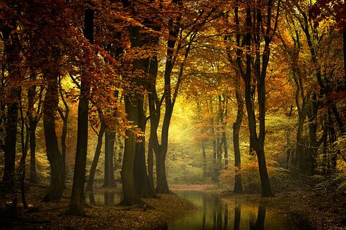 A Light in the Forest II