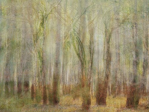 Wald und Bäume Foto