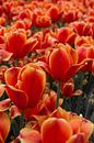 Orange tulips at the Keukenhof by Daniëlle van der meule thumbnail