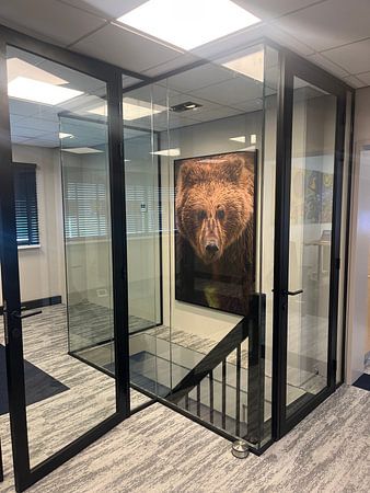 Grizzlybär mit durchdringendem Aussehen