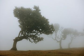 Arbres tordus dans le brouillard à Madère sur Colinda Riemens