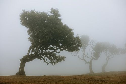 Kromme bomen in de mist op Madeira