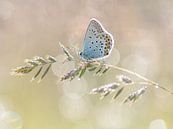 Papillon par Elles Rijsdijk Aperçu