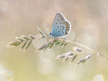 Schmetterling von Elles Rijsdijk