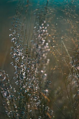 Planken Wambuis part 152