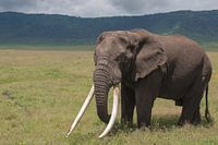Big elephant