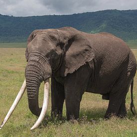 Big elephant van Menno Selles