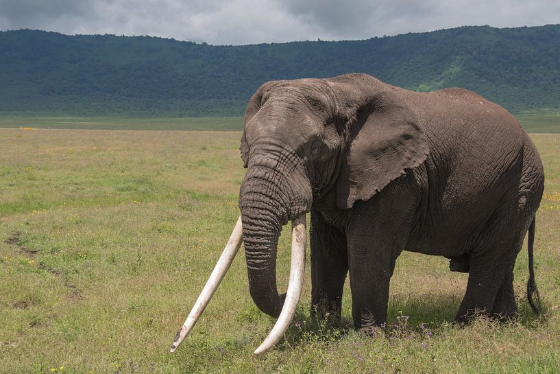 Big elephant van Menno Selles