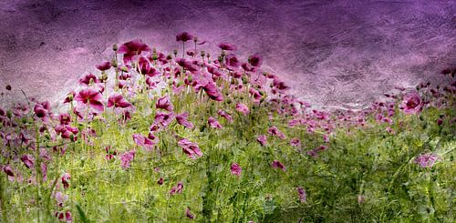 Geschwungenes Mohnfeldpanoramabild