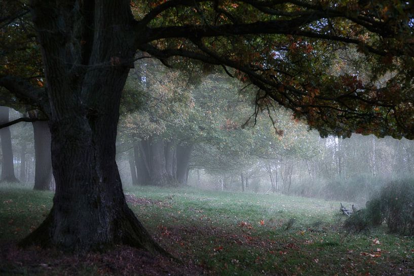 Soft autumn vista by Jan van Rossum