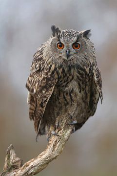 Europese Oehoe (Bubo bubo) van Ronald Pol