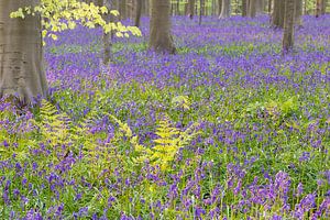 Hallerbos