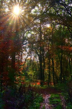 Herfst in het bos 1 van Edgar Schermaul