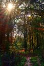 Herfst in het bos 1 van Edgar Schermaul thumbnail