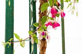 De Koninklijke Serres