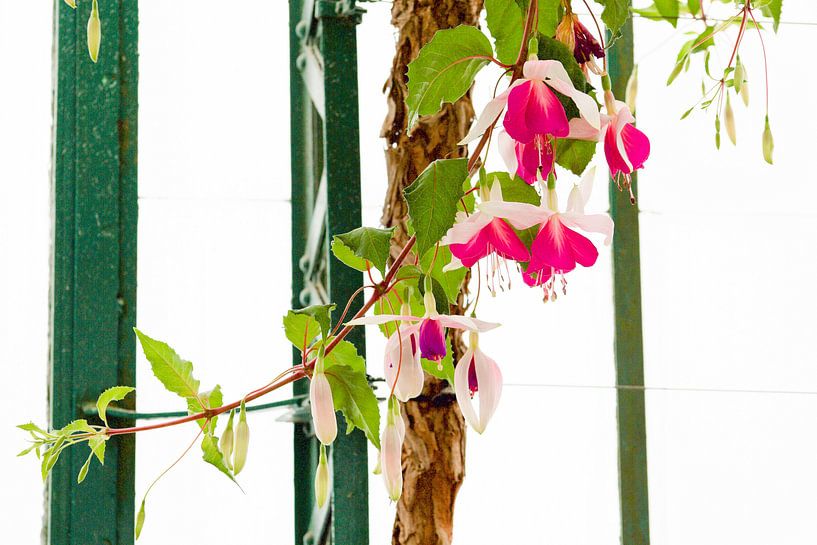 De Koninklijke Serres von marijke servaes