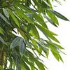 Leaves of Bamboo van Bianca ter Riet