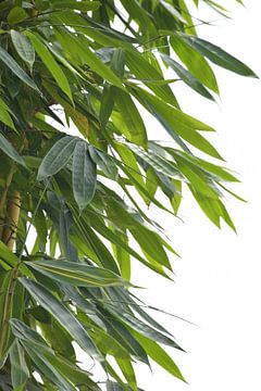 Leaves of Bamboo van Bianca ter Riet