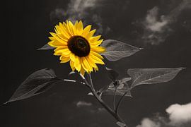 Sunflower in selective colour by Retrotimes