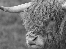 Schottischer Highlander in Schwarz und Weiß von Evelien Brouwer