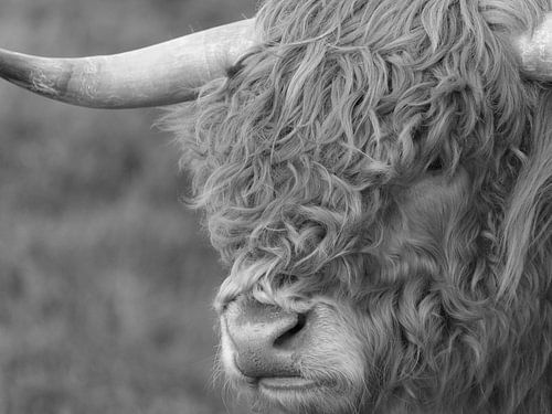 Scottish highlander in black and white