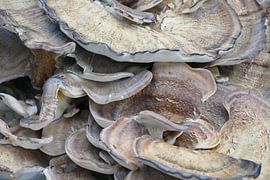 Mushroom Crowd - Leben aus dem alten Baum von Petra Kluck