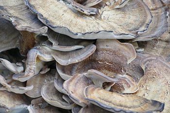 Mushroom Crowd – Life from the Old Tree