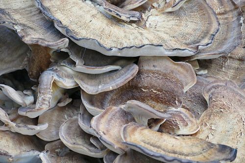 Mushroom Crowd – Life from the Old Tree