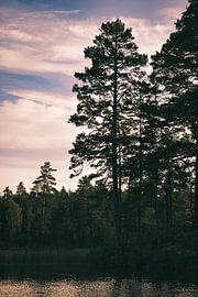 De grands pins s'élèvent vers le ciel dans la forêt sombre qui borde un lac suédois.