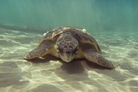 Zeeschildpad in Zakynthos
