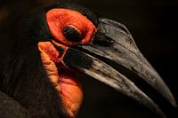 Vogel