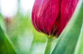 Tulip with style by Petra Dreiling-Schewe