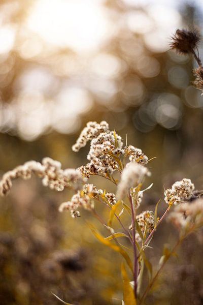 fleurs d'automne par Yara Verstappen