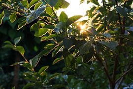 Ondergang 2 by sebastiaan stam