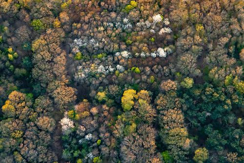 Lentepatroon in het ontwakende bos