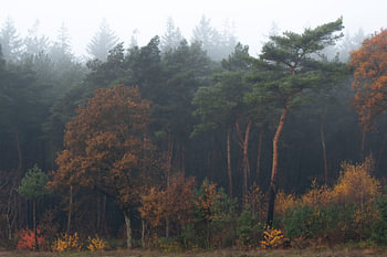 La lisière de la forêt