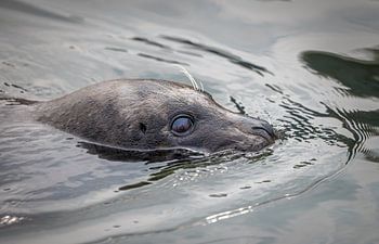Neugierige Robbe in der Oosterschelde